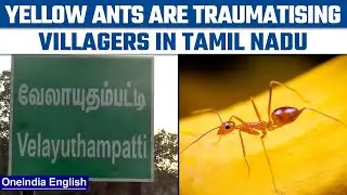 Tamil Nadu villages haunted by the sting of &lsquo;Yellow Ants&rsquo; | Oneindia News *News