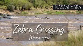Zebra crossing in the Mara River - Maasai Mara National Park - Kenya 4K HDR