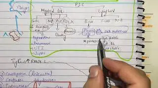 Multiple myeloma 2, pathophysiology, clinical features, diagnosis and treatment