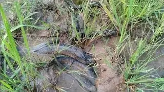 Net Fishing In Battambang Province 2017 - Khmer Net Fishing - Cambodia Traditional Fishing