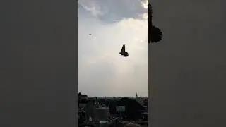 Beautiful landing 🕊️#homesanctuary #pigeon #homesanctuary #bird