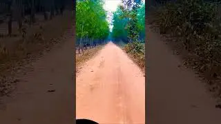 way to the Jungle #shorts #nature #shortsfeed #viralvideos #song #yt  #shortsviral #viral #ytshorts