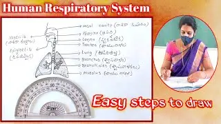How to draw Human Respiratory system easily  ||  Easy way to draw Human Respiratory System