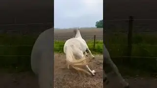 Corriendo Jajaja 💨 #youtube #shorts #viral  #caballo #feedshorts  #caballocorriendo