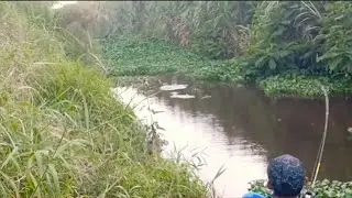 MANCING DI SPOT DANGKAL GAK NYANGKA  DI HUNI IKAN GABUS #PRAT_3