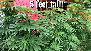 Growing weed outdoor | Backyard grow update
