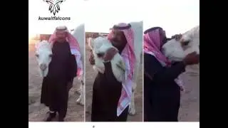 منقية مطر زيد الديحاني كلمات بدر الحجازي أداء العذب