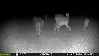 FLORIDA GAME CAM ANTICS !!! 