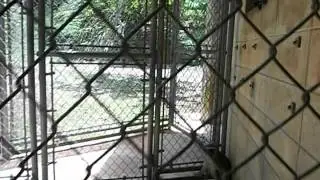 Monkey attacks Camera man in Zoo