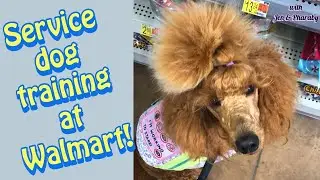 Service Dog training | public access | Jen & Pharaby #servicedog