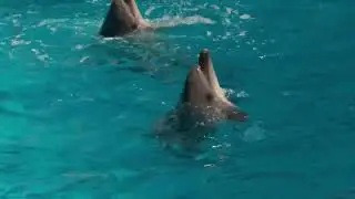 How animals use their voices to communicate.