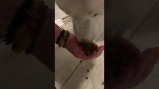 ASMR Hand Feeding My husky puppy His Dog food :) Chewing eating sounds cute dog lick #shorts