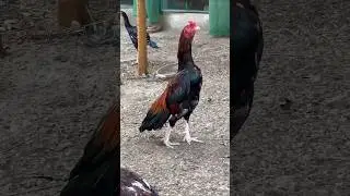 Aggressive Aseel bird #aseel #aseelmurga #shorts