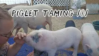 Piglet Taming 101
