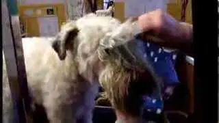 How to comb a Soft-Coated Wheaten Terrier