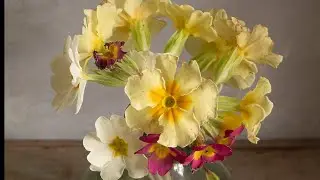 Painting Spring Flowers - Primroses