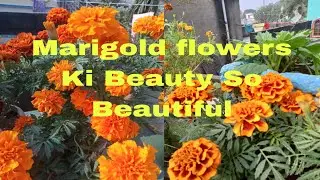 Marigold Flowers Ki Beauty 😍🌺💐💐
