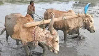Bullock Framework Video