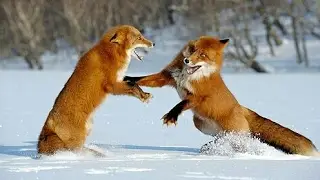 Two Foxes Fighting To The Death (What Happens Next Will Warm Your Heart...)