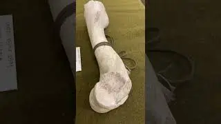 Camel bone brought back from Saudi Arabia, desert storm.