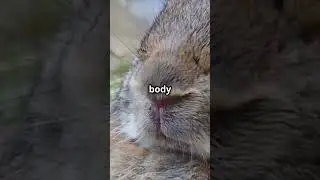 🐰 Why Do Rabbits Wiggle Their Noses?👀