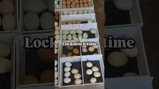 Lockdown day - incubation 18/19