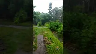 A Quiet Journey Through Gentle Rain and Time 🌧️ | #rain #heavyrainsoundsforsleeping #rainyday