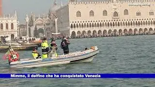 Mimmo, il delfino che ha conquistato Venezia 17.11.2025