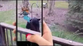 Funny Pok&eacute;mon Go vine
