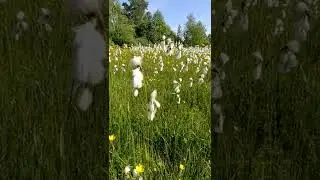 Wollgras am Naturstandort