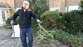 Hedge Trimming to Uncover a New Parking Space In the Drive