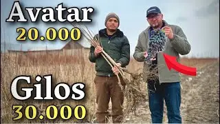 AVATAR uzum ko‘chatlari va pole karlik GILOS ko‘chatlari optom narxlarda. Samarqandda super aksiya! 