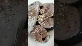 Tuna Mackerel