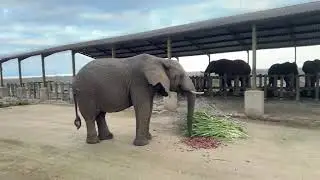 HERD Elephant Orphanage South Africa is live