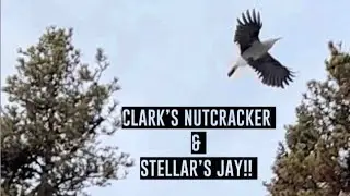 Clark&rsquo;s Nutcracker & Stellar&rsquo;s Jay Calling in Lake Louise, Banff National Park, Feb 06 2022