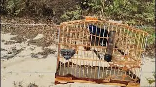 Azulão terremoto 09/08/2025