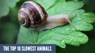 The Top 10 Slowest Animals in the World