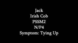 Symptoms Of  MIM (PSSM2)- Tying Up (Jack)