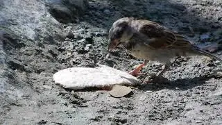 Ciguas