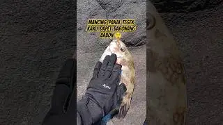Mancing Baronang Babon pakai tegek Super kaku dari Maguro 😲 #fishing #bayuG7 #mancingbaronang