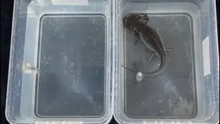 Tubbing Axolotls