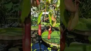 Botanical garden🧡💛 #shorts #viral #garden #botanical #foryou #foryoupage