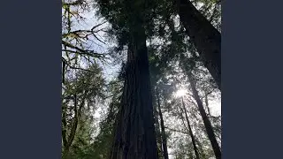 The Aching Beauty