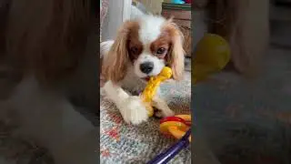 Cool Smart Dog Gadgets, Broccoli Power Chew Toy for Dogs #doggadgets #dogloverfun #doglover #dogtoys