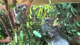 Australia's Koala Gardens (In Kuranda)