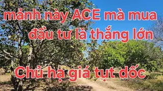 (Đã bán)2,4ha ACE mà mua đầu tư là thắng lớn. Chủ hạ giá tụt dốc 
