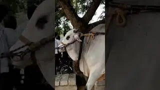 🔥🔥🔥 basava 🔥🔥🔥
