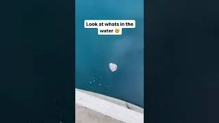 Look What Happens When This Giant Snowball Hits the Water! 😲 #Snowball #FrozenLake #EpicSplash