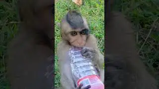 Incredible young monkey can't open water#shorts  #monkey #monkeychannel #babyanimal