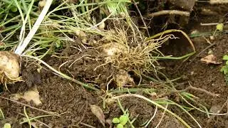 Mid-Spring Weeds